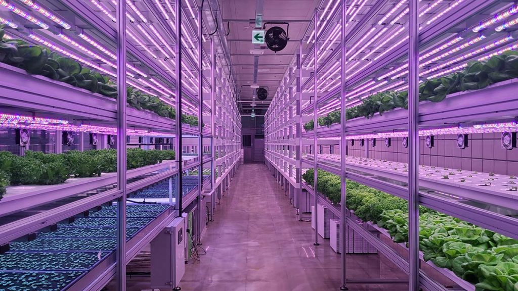 Plants sitting on rows of shelves in vertical farming facility.