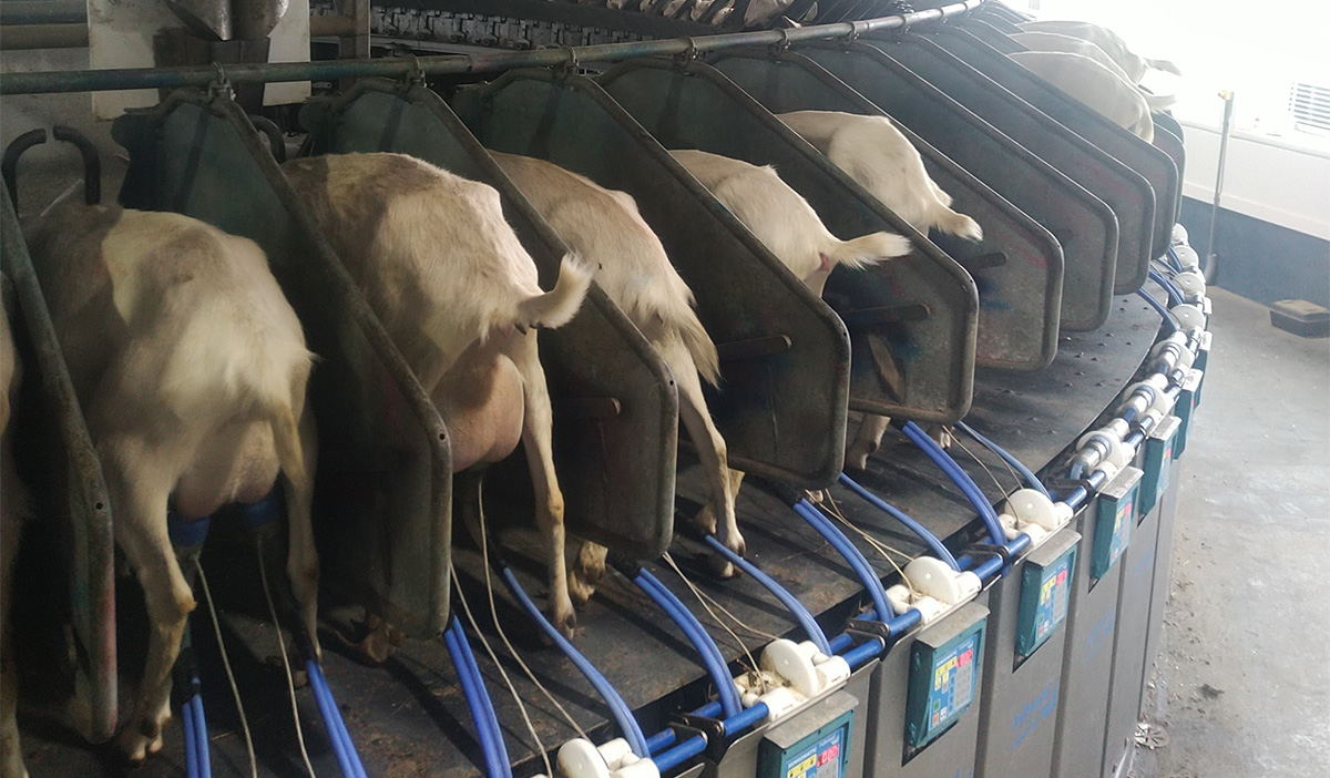 Embracing AgTech One Farm’s Innovation Story WS